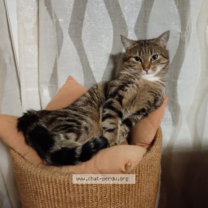 Photo 1/1 Chat retrouvé Perdu à Saint cyr lecole