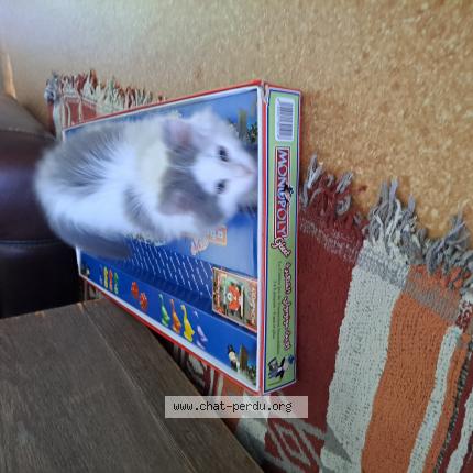 Photo 1/1 Chat retrouvé Perdu à Croix