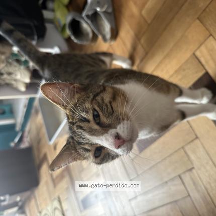 Photo 1/1 Kiwi Chat perdu à Lima