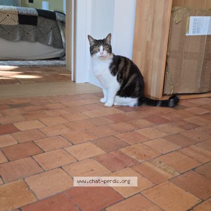 Photo de chat perdu à Chartres