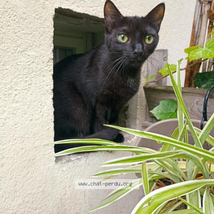 Photo 1/1 Chat retrouvé Perdu à Montpellier