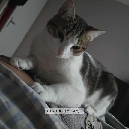 Photo de chat perdu à Le Chambon Feugrolles