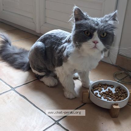 Photo 1/1 Chat retrouvé Perdu à Gif Sur Yvette