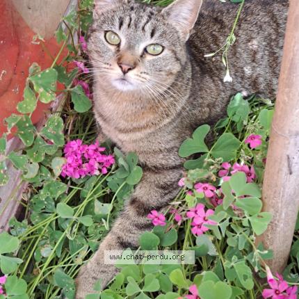 Photo 1/1 Chat retrouvé Perdu à Verteillac