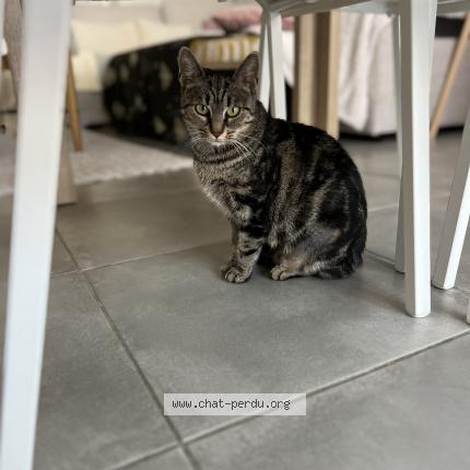 Photo 1/1 Aby Chat perdu à Plaisance du touch