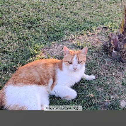 Photo de chat perdu à St Marcellin En Forez