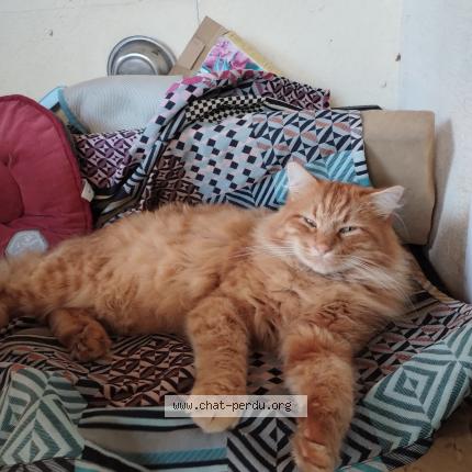 Photo de chat perdu à Hourtin