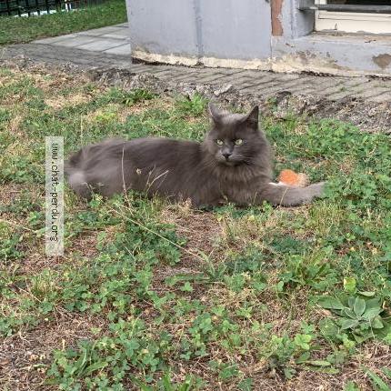 Photo de chat perdu à Mulhouse