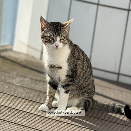 Photo de chat perdu à Rouen