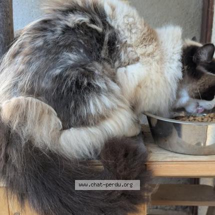 Photo 1/2 Dodu Chat perdu à Meaux la montagne