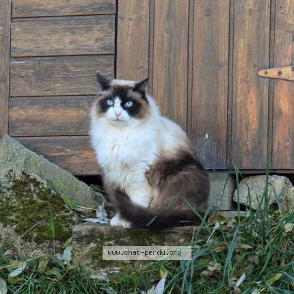 Photo 2/2 Dodu Chat perdu à Meaux la montagne