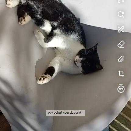 Photo 1/1 Chat retrouvé Perdu à Saint Aubin Du Cormier