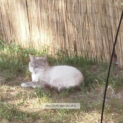 Photo de chat perdu à Le Trehou