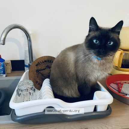 Photo 1/1 Oreo Chat perdu à Saint eulalie