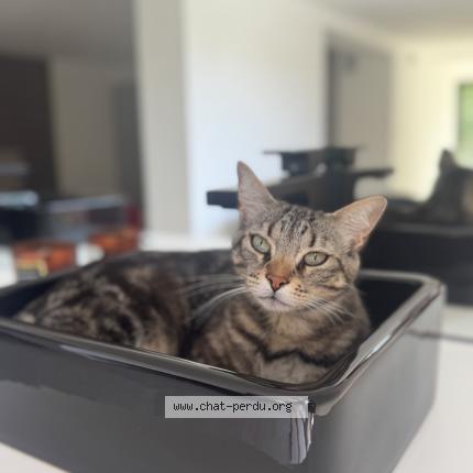 Photo 2/2 Tikki Chat perdu à Mougins