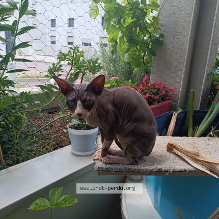 Photo 1/1 Charlotte Chat perdu à Saint laurent de mure