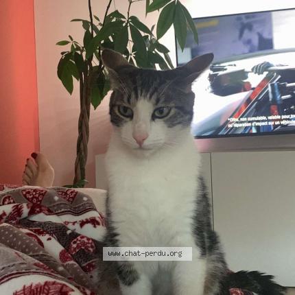Photo de chat perdu à La Broque