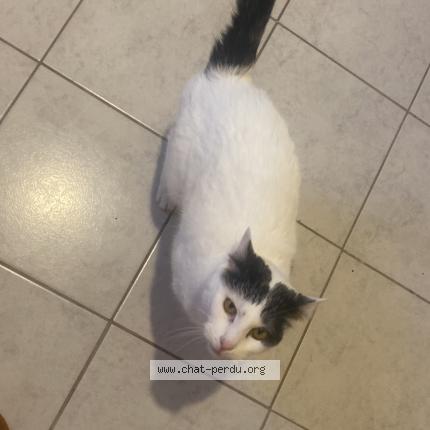 Photo 1/1 Chat retrouvé Perdu à La Ferte Gaucher