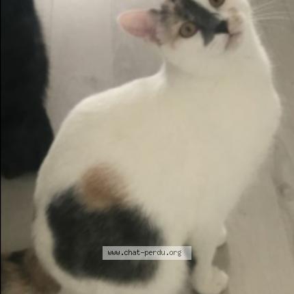 Photo 1/1 Nala Chat perdu à Villemur sur tarn