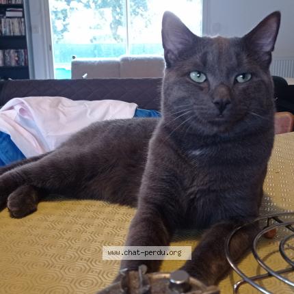 Photo 1/1 grisou Chat perdu à Pontorson