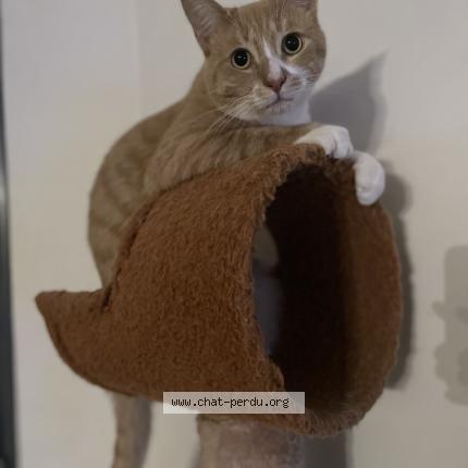 Photo 1/1 Turbo Chat perdu à La feriere de flee