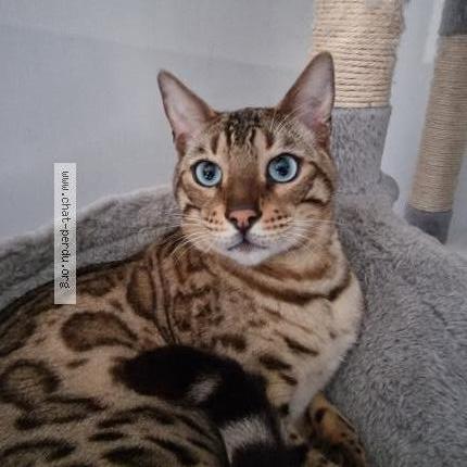 Photo de chat perdu à Massieu