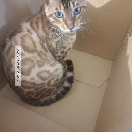 Photo 2/2 Chat retrouvé Perdu à Massieu