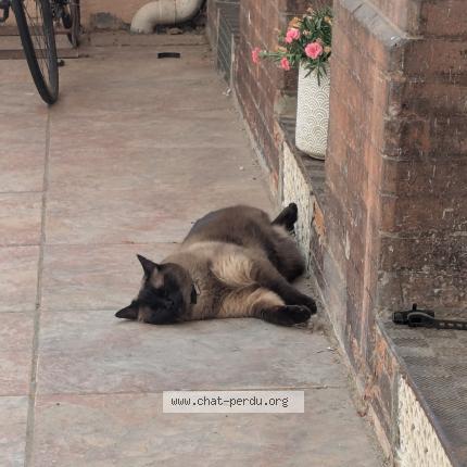 Photo 1/1 Pénard Chat perdu à Toulouse
