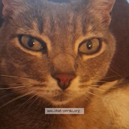 Photo 1/1 Capsule Chat perdu à Magneux hautes rives