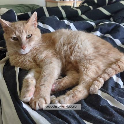 Photo 1/1 Rouky Chat perdu à Sainte gemmes sur loire