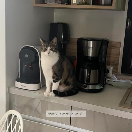 Photo 1/1 Chat retrouvé Perdu à Vaujours