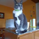 Photo de chat perdu à Lanus Oeste