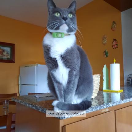 Photo 1/1 GREY Chat perdu à Lanus oeste