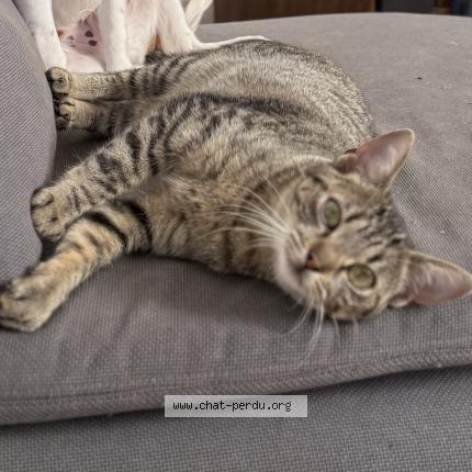 Photo 1/1 Lia Chat perdu à Fontainebleau