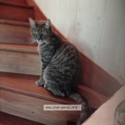 Photo 1/1 Gabin Chat perdu à Beaufort en vallee