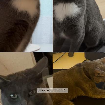 Photo 1/1 Stella Chat perdu à Strasbourg