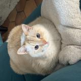 Photo de chat perdu à Bois D Arcy