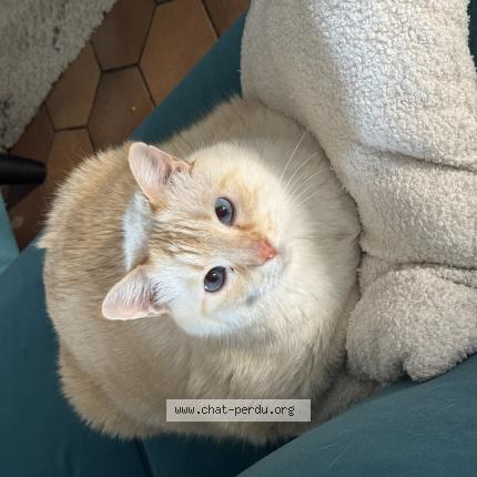 Photo 1/1 Chat retrouvé Perdu à Bois d arcy