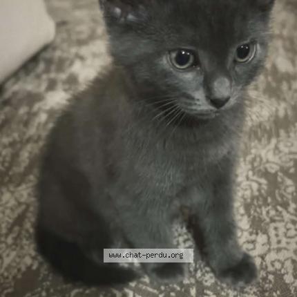Photo 1/1 LeChat Chat perdu à Villeneuve st georges
