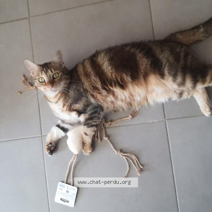 Photo de chat perdu à Palleau