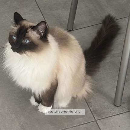 Photo 1/1 Ruben Chat perdu à Pontault combault