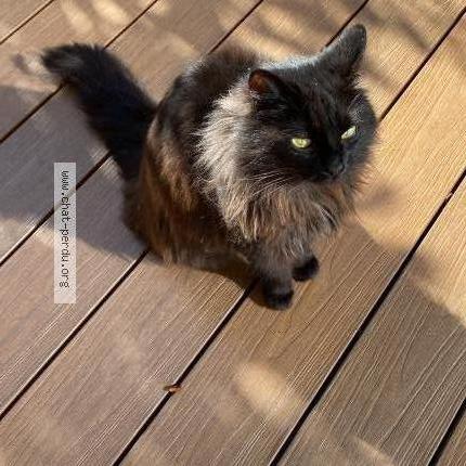 Photo de chat perdu à Saint Cloud