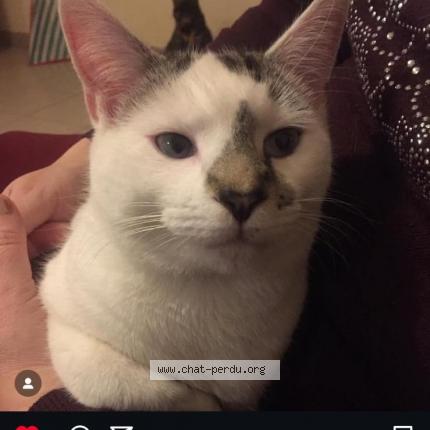 Photo de chat perdu à Beaufou