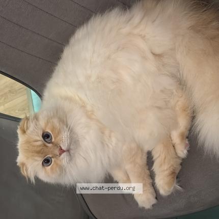 Photo de chat perdu à Monsempron Libos