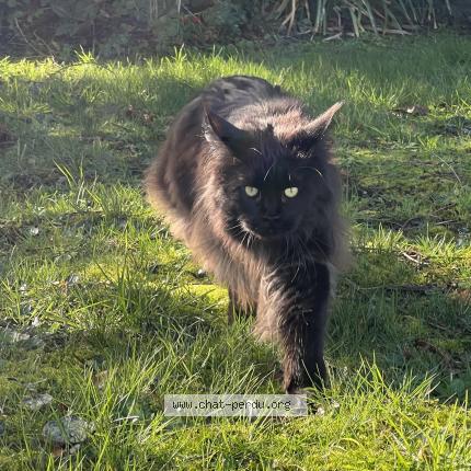 Photo 1/1 RHEA Chat perdu à Le pecq