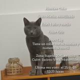 Photo de chat perdu à Montevideo Jacinto Vera