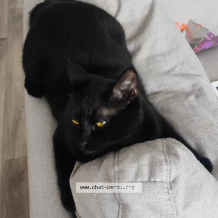 Photo 1/1 Stich Chat perdu à Senlis