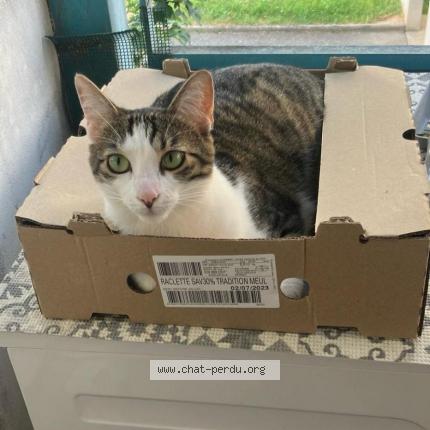 Photo de chat perdu à Barberaz