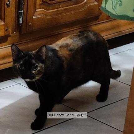Photo 1/1 PLUME Chat perdu à Parempuyre