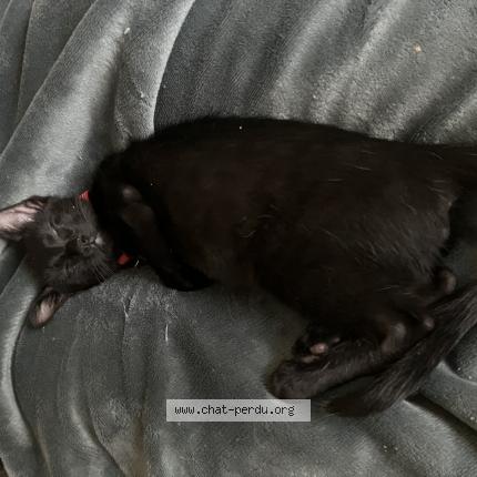 Photo 1/1 Ponpon Chat perdu à Vidauban